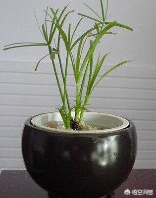 家中养水竹好吗:盆栽的水竹有人养吗？应该怎么养才能长的更加茂盛？