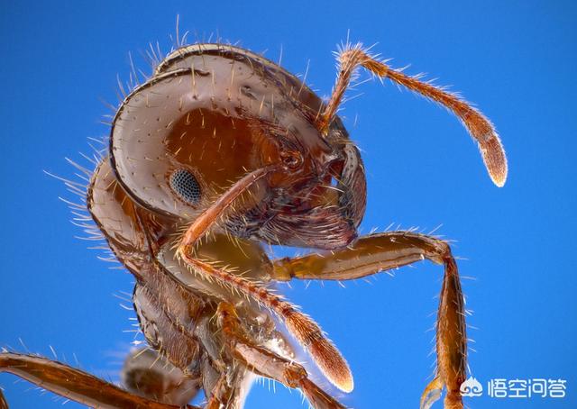 红尾鲶是外来物种吗，描述中是外来物种红火蚁吗