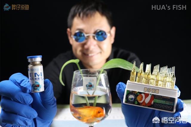金刚鹦鹉鱼生病的征兆:鹦鹉鱼得了白眼病怎么办？