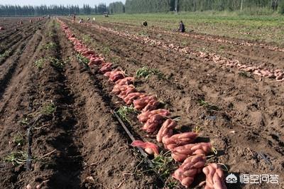 湖北地瓜长什么样，红薯从一两长到半斤要多久注意什么