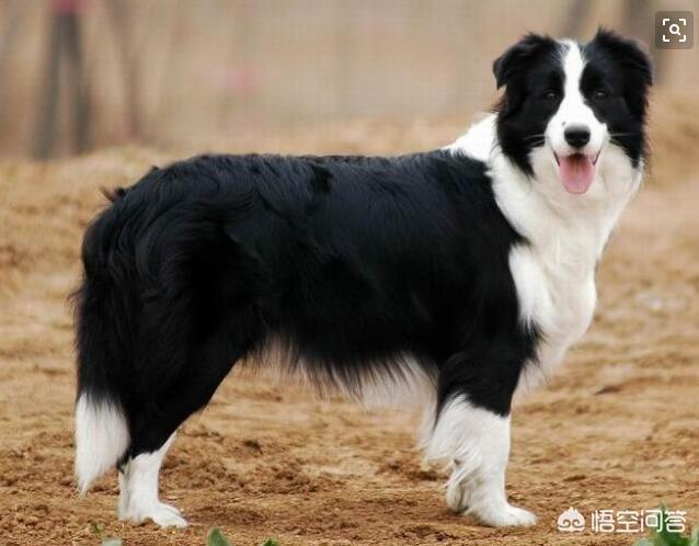 减肥边境牧羊犬吃什么:7个月的边牧在饮食和卫生上应注意什么？