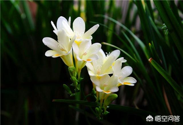 香雪兰花的种植方法:怎样种植才让香雪兰不倒伏？