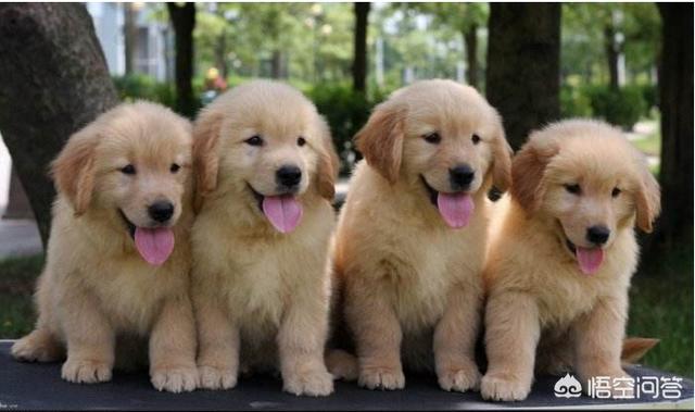 刚买的金毛犬怎么养:怎么样把金毛狗狗喂的壮壮的？