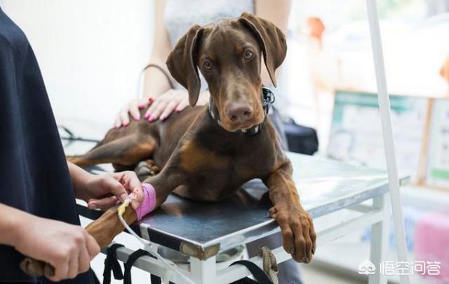 怎么样预防犬细小:怎么样预防犬细小病毒 如何预防狗狗得细小和犬瘟？