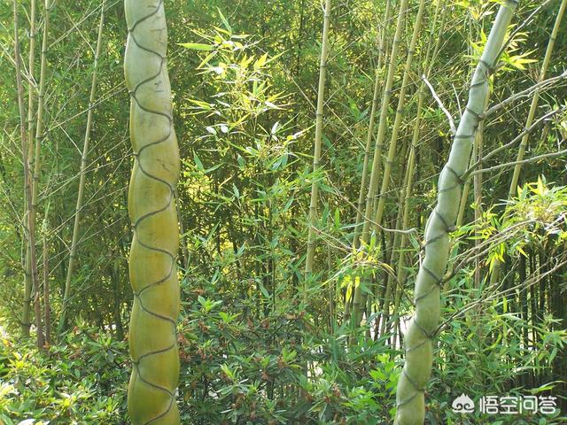 扬州鲜笋趁鲥鱼,烂煮春风上巳初。说与厨人休斫尽,清光留此照摊书。这首诗如何理解？