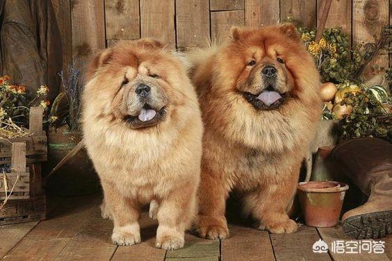 魏玛犬与维兹拉犬的比较:假设一个人养了五只猎犬，如果一只攻击主人，其他四只会如何？