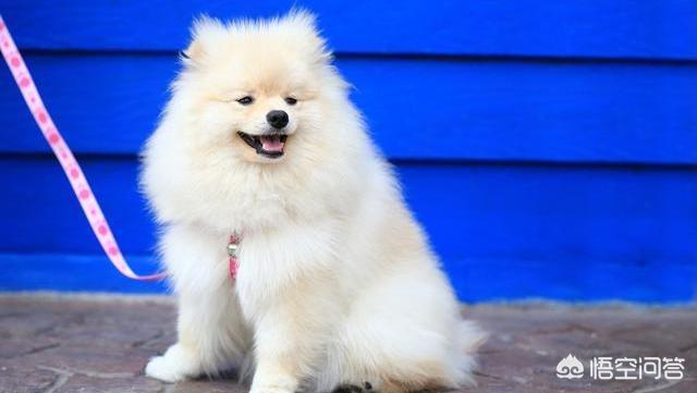 博美犬视频:养博美犬前要了解什么事，不然可能会后悔？