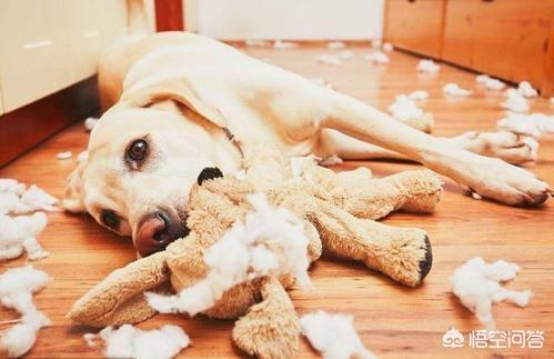 缉毒犬拉布拉多图片:拉布拉多犬是万能犬，为什么很多人想养却不敢养？