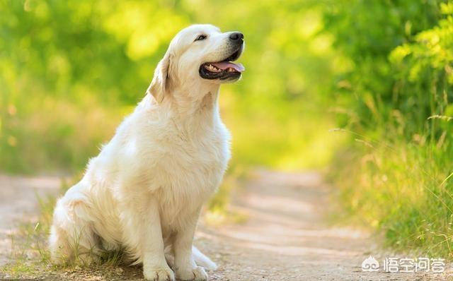 拉不拉多犬:拉布拉多犬是万能犬，为什么很多人想养却不敢养？