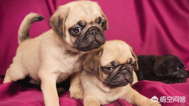 法斗犬能坐飞机吗:宠物可以带上飞机么，宠物如何办理托运？