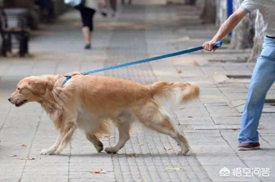 金毛犬性格缺点:养金毛的十大坏处有哪些？