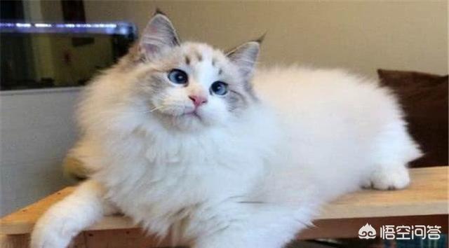 蓝眼白猫脾气好不好:每只猫的性格真的都不同吗？