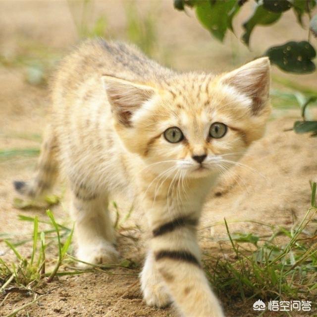 侏儒狨猴宠物:有哪些可爱却又不常见的动物？