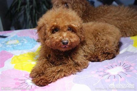 巨型泰迪:泰迪犬最大能够长到多大?多重？