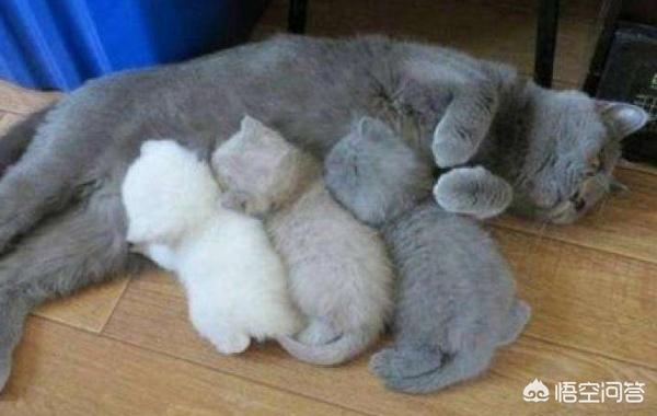 猫咪的第一胎通常会生几只小猫？