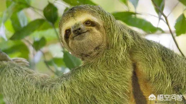 红疣猴:树栖生物会在树上空投粑粑吗？