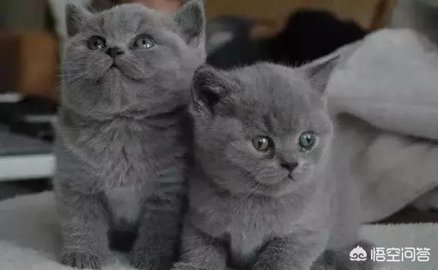 猫咪品种大全及图片:中国自己的猫都有些什么品种？ 猫咪品种大全及图片和名字