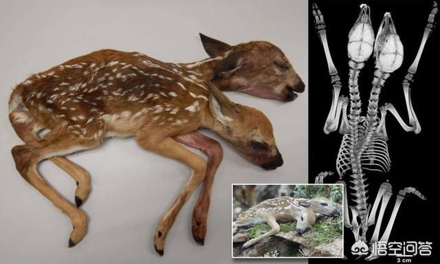 基伍树蝰:锯鳞蝰咬死人数多是因为什么？