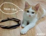 餐馆水煮活猫全过程:捡到一只猫，没有喂养经验，该怎么办？