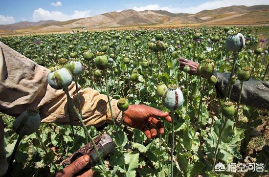 阿富汗何以成为全球最大鸦片生产国，大清朝在当时GDP世界第一，为何在鸦片战争中会失利