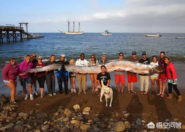 水怪真实照片，传说中几十米长的大海蛇，到底存不存在