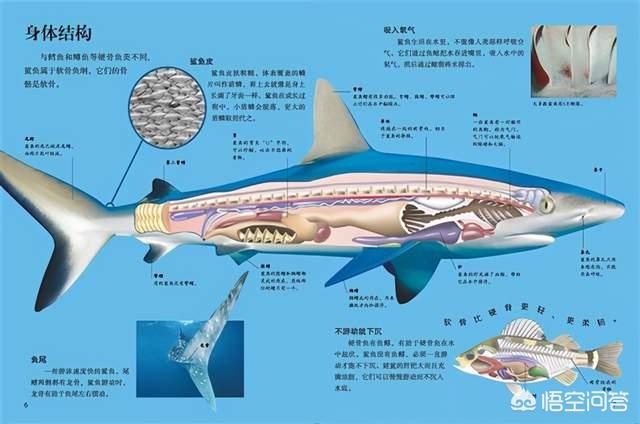 鲨鱼观赏鱼图片大全大图:观赏鱼的图片大全大图 为什么一些人只吃鱼翅，不吃鲨鱼肉？