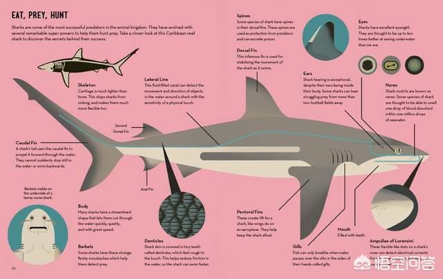 山东一高校湖内出现大型肉食鱼，为什么一些人只吃鱼翅，不吃鲨鱼肉