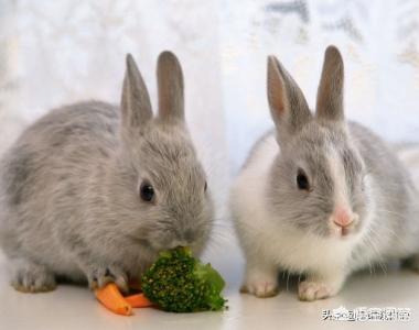 宠物兔子怎么养需要洗澡吗:新手养兔子有哪些需要注意的事项？