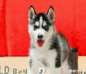 二货哈士奇:哈士奇真的像网上说的那么傻吗？