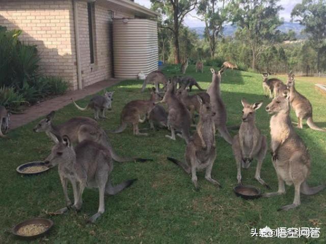 澳洲野犬:什么动物可以制约一下这群不可一世，无法无天的袋鼠？