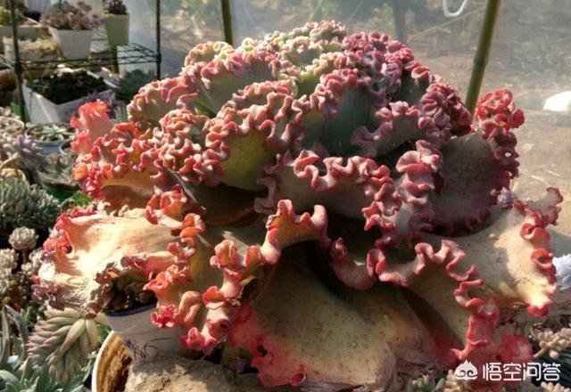 多肉分类:多肉长的几种斑该怎么区分呢？