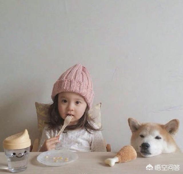 重庆彭水西施犬多少钱一只:爸爸、妈妈怎样给孩子挑选一只合适的狗狗？