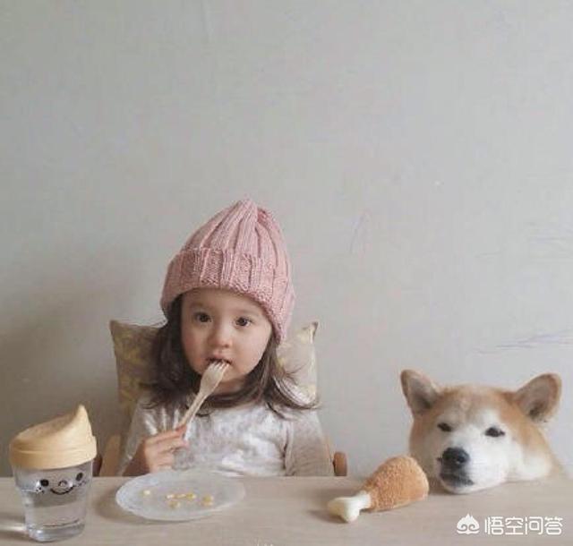 怎样选狗:爸爸、妈妈怎样给孩子挑选一只合适的狗狗？