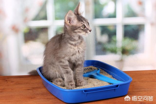 家里没人可以养小猫吗:租房可以养猫吗，猫难养吗？