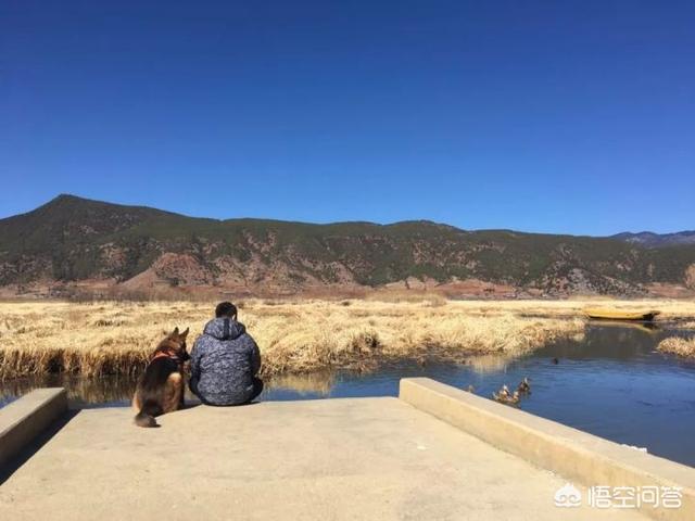 地震救援搜救犬:警犬退役后会怎样处理？会被人领养吗？