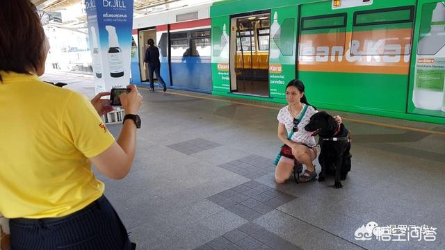 在外国的导盲犬图片:退役后的导盲犬该不该被安乐死？