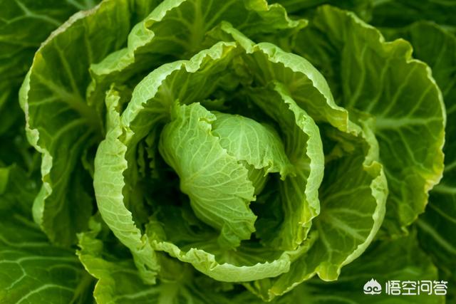 马上立秋了 菜园子该种植大白菜 大白菜育苗和直播有区别吗 头条问答