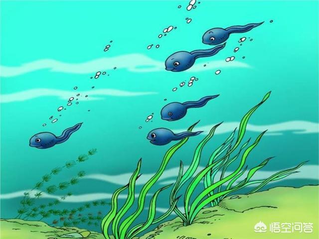 让梨的孔融因为不孝被杀,对此你怎么看？