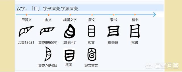 鹃形目的特征:“目”字是一个象形字，它与“臣”有什么关系？