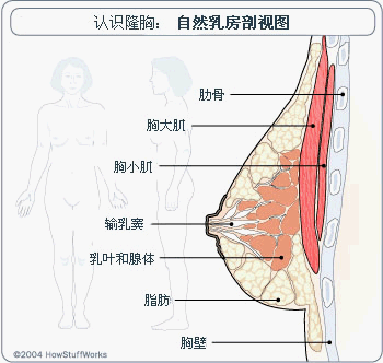 头条问答 女生如何健身不减胸 12个回答