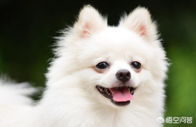 台湾巧富瀚白博美犬舍:博美犬价格多少钱一只？影响价格的因素有哪些？