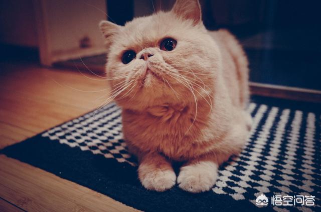 四川简州猫四耳图片:猫咪是很有治愈系的动物，你喜欢哪种？ 四川简州猫值钱吗