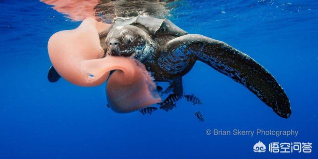 有趣的科普小知识,有没有一些关于海洋动物有趣的科普？