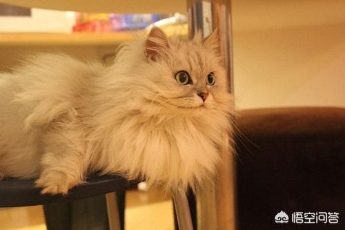 金吉拉猫图片:金吉拉不好好吃饭，金吉拉不好食怎么喂？