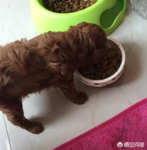 泰迪狗狗发烧症状:泰迪犬不舒服，它会怎样表现出来呢？