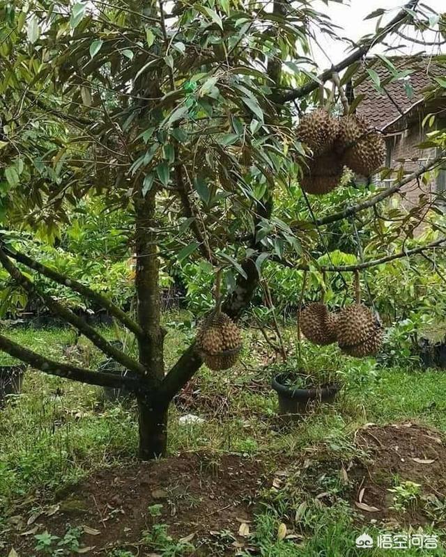 头条问答 - 榴莲树苗在中国南方哪些地方可以种植?
