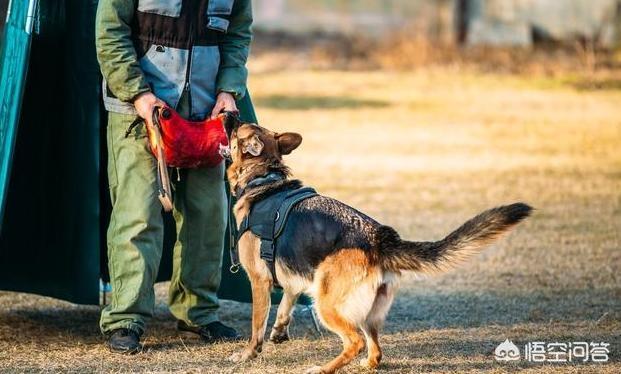 比特犬德国牧羊犬吧:养德国牧羊犬，有什么不好的地方吗？