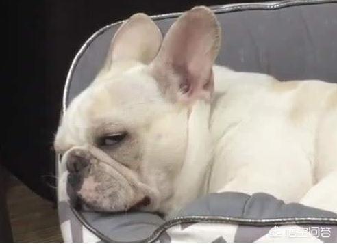 法国斗牛犬吧:为什么说养法国斗牛犬要有一定的“实力”呢？