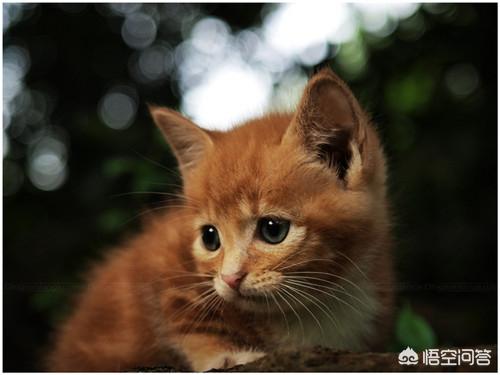 猫乳糖不耐症的表现:小猫快一个月了，母猫不给吃奶，怎么办呢？