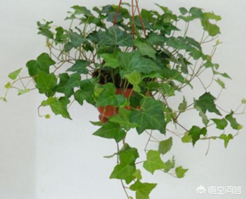 室内净化空气植物盆栽:什么花放在室内能净化空气？